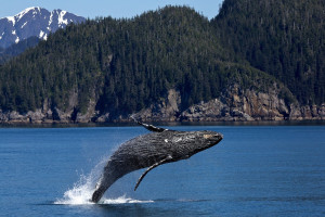 A humpback whale breaches in Kenai Fjords National Park, Alaska, USA A humpback whale breaches in Kenai Fjords National Park, Alaska, USA