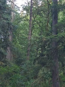 Rainforest Cascadia Rainforest Cascadia