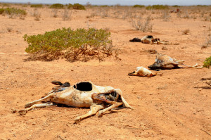 Dead livestock during the 2011 Horn of Africa famine Somalia famine 2011