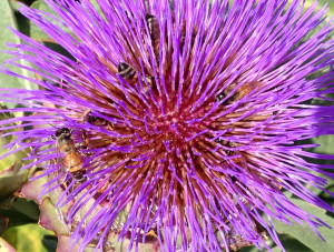 artichoke flower with honey bees