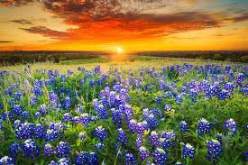Texas Bluebonnets Texas Bluebonnets