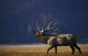 Bull Elk Bugling in Yellowstone National Park