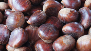 Chestnut Tree Project Update closeup image of chestnuts in a pile