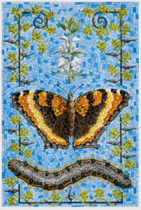david_cohen_milberts_tortoiseshell.jpg