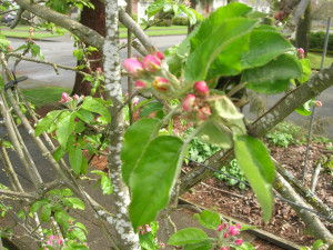 espaliered apple on mini-dwarf rootstock