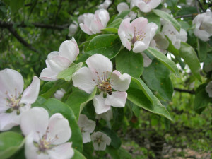 quince bloom with honey bee
