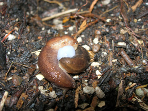 Mating slugs Yep, mating slugs