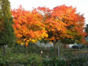 Majestic maple leaves, soon to be compost