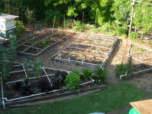 irrigation system in the veggie garden