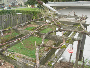 Already-pruned grape vines