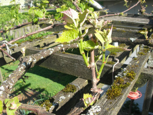 pruned grape vine pruned grape vine