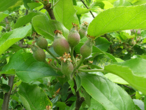 Leave the "king" apple in the middle, usually the biggest, when thinning