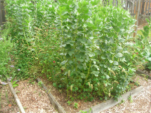 Nitrogen-fixing fava beans and crimson clover