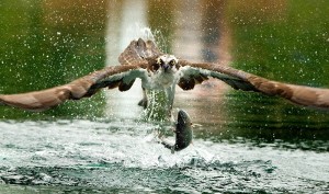 Osprey are some of the residents of the Portland Harbor Superfund S Osprey are some of the residents of the Portland Harbor Superfund Site