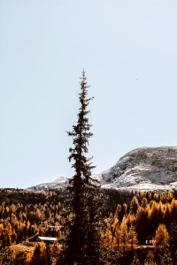 An evergreen points at a white sky above a winter village