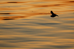 Bat flying over the water