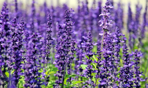 close up of lavender flowers