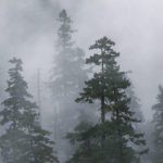 Foggy forest image Foggy forest image
