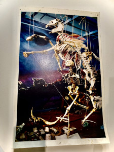 henk_pander_horse_skeleton.jpg henk_pander_horse_skeleton.jpg