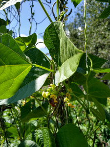 honey bee pollinates green bean blossom honey bee pollinates green bean blossom