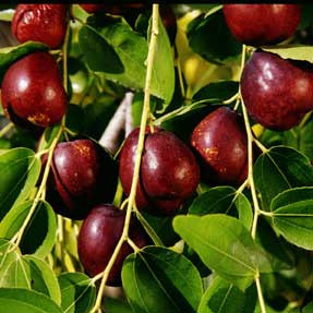Li jujube Li jujube