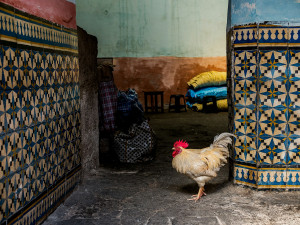 A rooster Crows at a glossy tiled wall