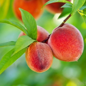 peaches on the tree peaches on the tree