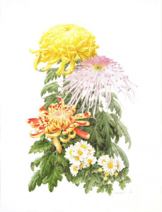 naomi_kizaki_chrysanthemum_x_molifolium_cvs_2014_watercolor_on_paper.jpg naomi_kizaki_chrysanthemum_x_molifolium_cvs_2014_watercolor_on_paper.jpg