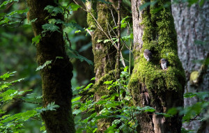 Northern pygmy owls in Forest Park Northern pygmy owls in Forest Park