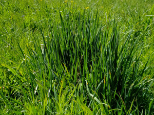 Close up on a meadow showing some of the different species of grass that comprise it 