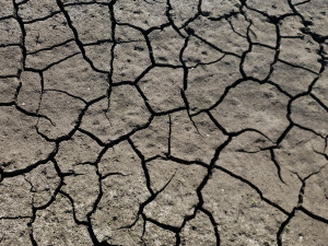 A close up of a drying pond bed with dessication structures called shrinkage cracks creating open polygons of mud surrounded by gap