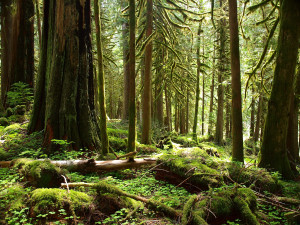 https://adamsawyer.com/tag/salmon-huckleberry-wilderness/