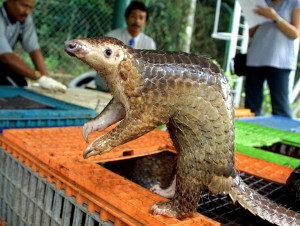 Pangolin, the most trafficked wild animal in the world