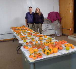 Persimmon trial underway at Northwoods Nursery