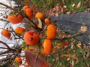 persimmons_on_tree_from_jim