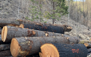 So-called hazard trees clearcut after 2020 fires