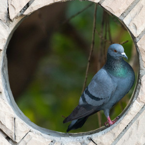 Pigeon Holed Picture of a blue homing pigeon perched inside a round hole in a wall