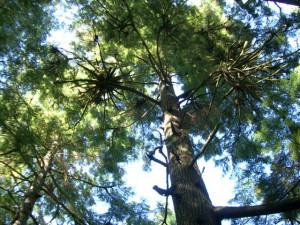 NW Coastal Cedar rainforest NW Coastal Cedar rainforest
