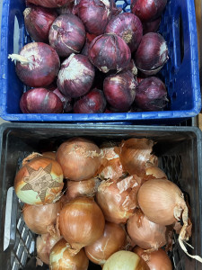 Two baskets of onions - red & yellow - with one of the yellow onions sporting the Self Help Radio logo.