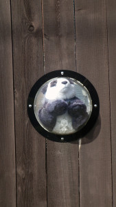 A toy panda in a window, the panda has the Self Help Radio logo on it.