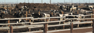 Three Mile Canyon Dairy Three Mile Canyon Dairy