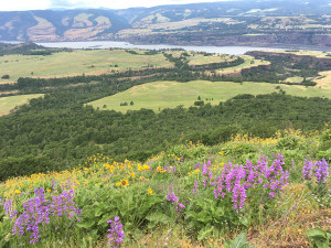 View of Columbia Gorge from Tom McCall Point View of Columbia Gorge from Tom McCall Point