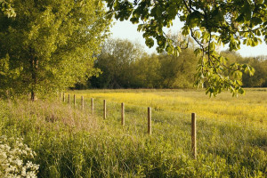 UK Pasture