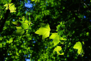 urban tree canopy
