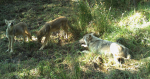 White River wolf pack pups White River wolf pack pups