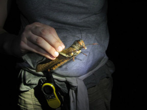 Laurel holds a grasshopper