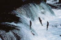 Adult sockeye salmon leap over a waterfall Adult sockeye salmon leap over a waterfall