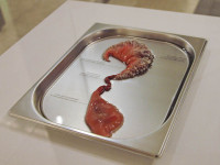 Agi Haines' Electrostabilis Cardium Agi Haines' Electrostabilis Cardium