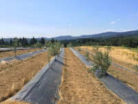 Olive trees growing in rows in Oregon