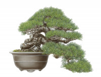 asukahishiki_blackpinehalfcascade_style_bonsai_2017_oil_on_paper_collectionofthehuntington_libraryartmuseumandbotanicalgardens.jpg asukahishiki_blackpinehalfcascade_style_bonsai_2017_oil_on_paper_collectionofthehuntington_libraryartmuseumandbotanicalgardens.jpg
